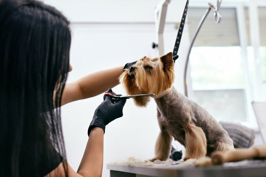 あなたのペットも実は⁉ モフモフの下に隠れたスリムな動物たち