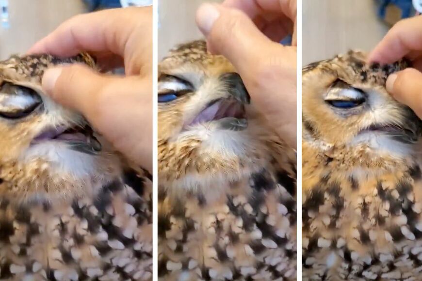 出所：@NORIKO_Rye