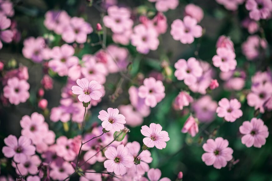 【春のガーデニング】オススメの一年草7選！清々しく可憐な花々、庭や花壇をオシャレに
