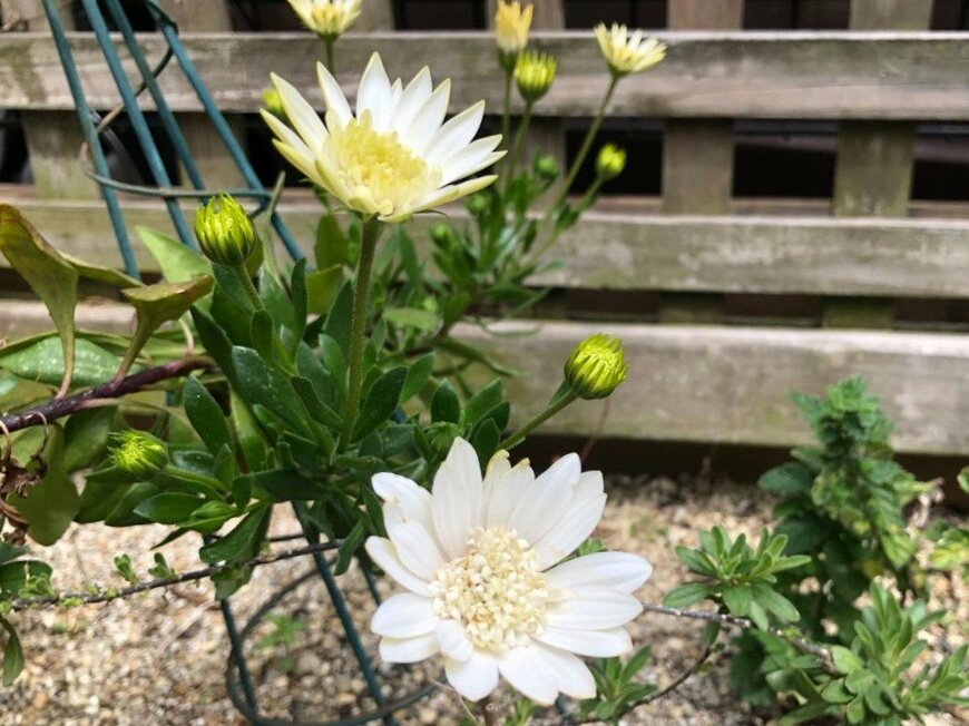 淡いクリーム色のオステオスペルマムの花