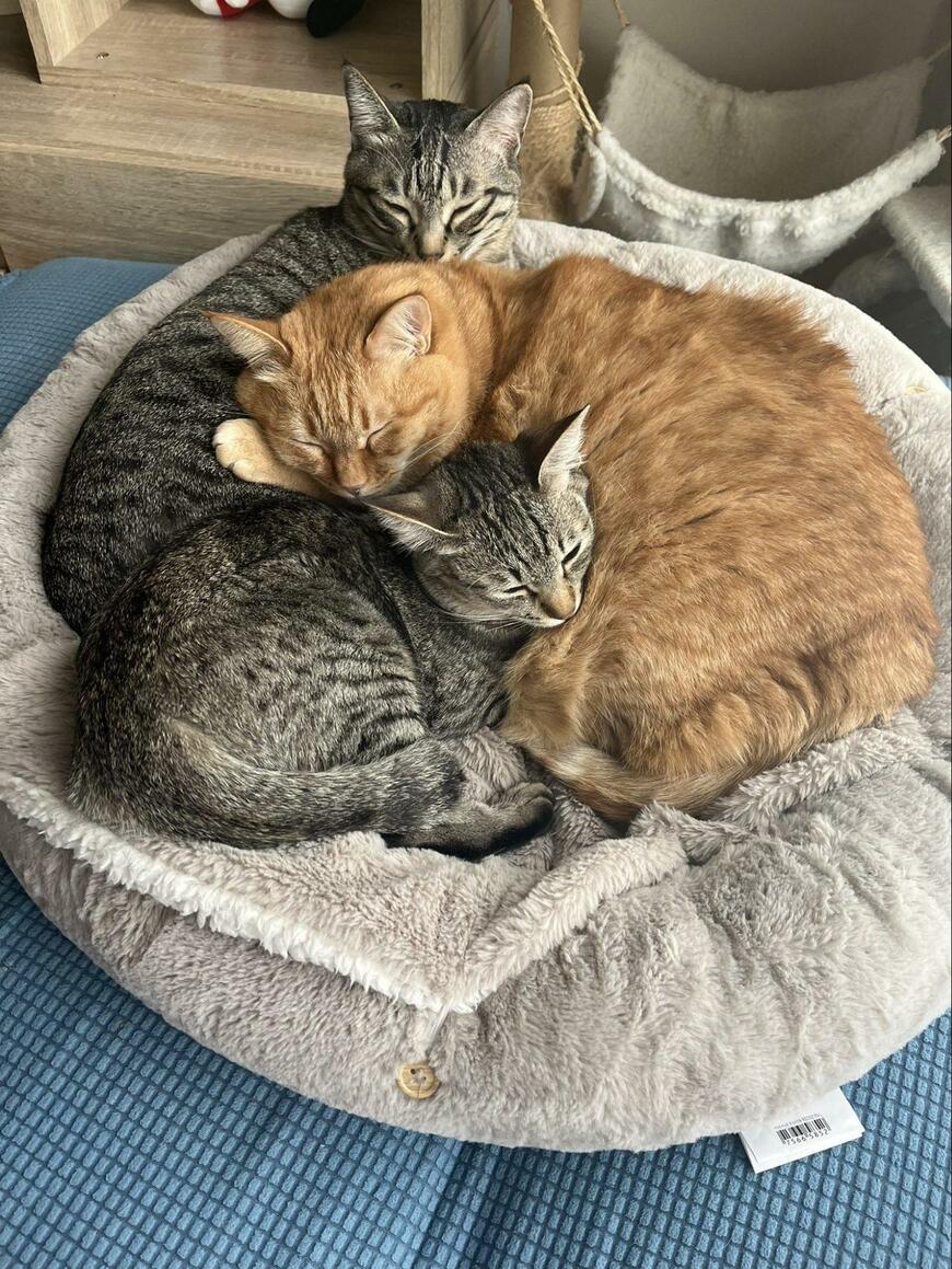 仲良しの猫3匹