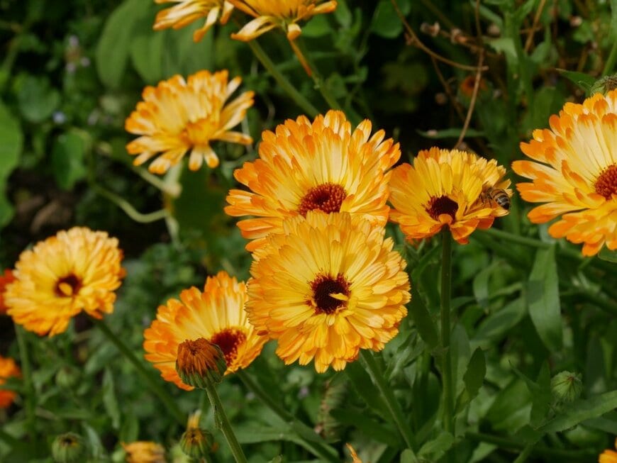 明るいオレンジ色の花を咲かせている、カレンデュラ