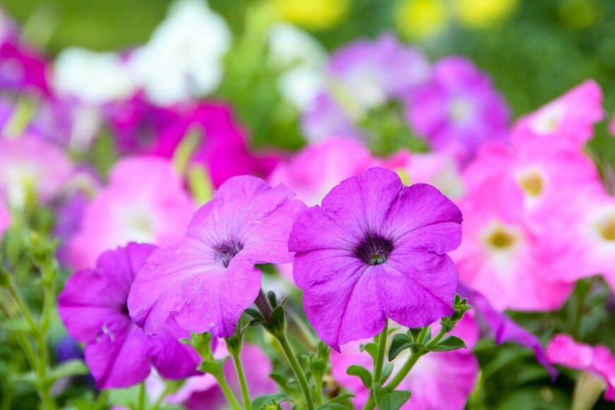 ペチュニアの花が咲いている。色は鮮やかなピンク。