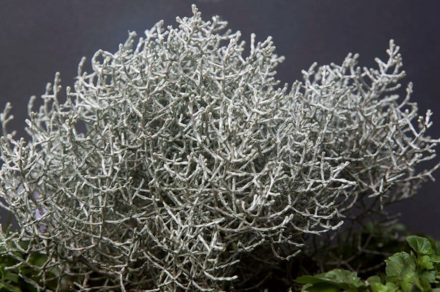 シルバーの枝葉がおしゃれな、プラチーナ