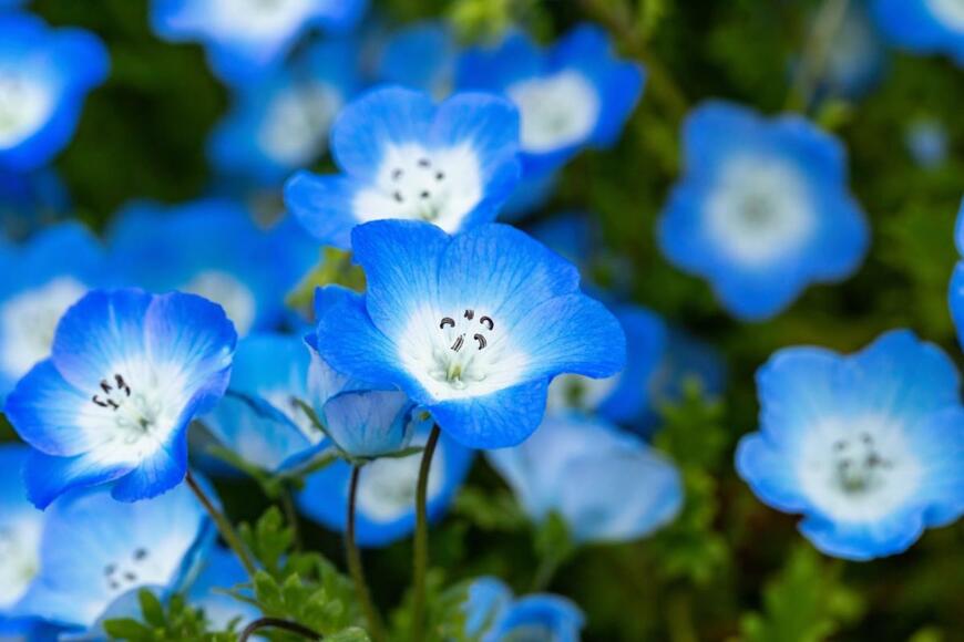 ネモフィラの花が咲いている。色はブルーとホワイト