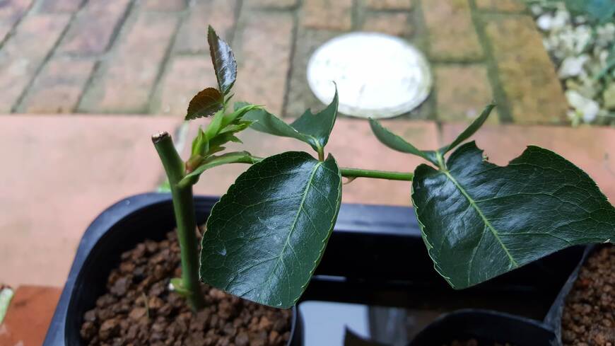 バラの挿し芽の写真