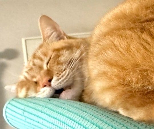 潰れ顔で眠るリチャードくん