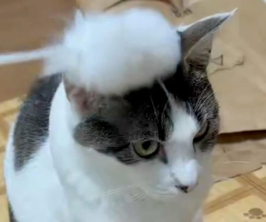 投稿の画像