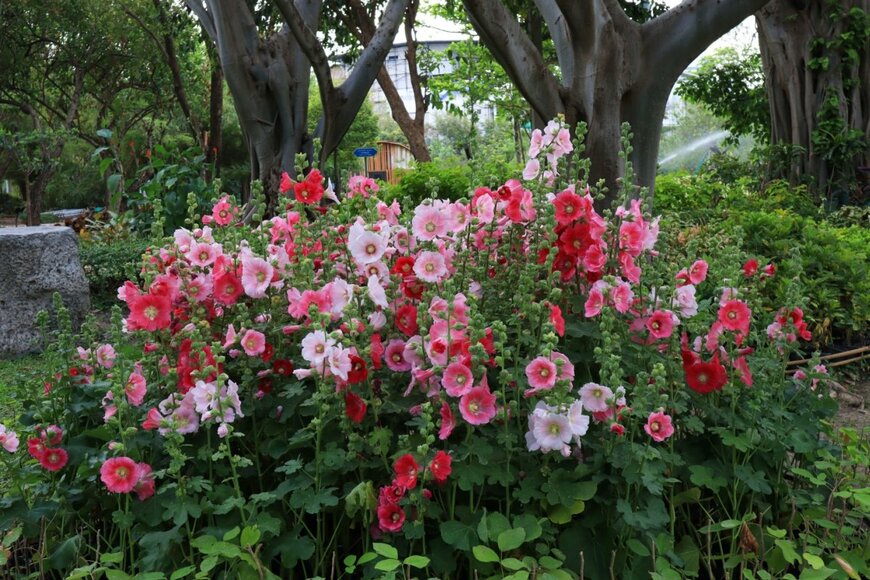 うすピンクや濃いピンクの花を咲かせている、ホリホック