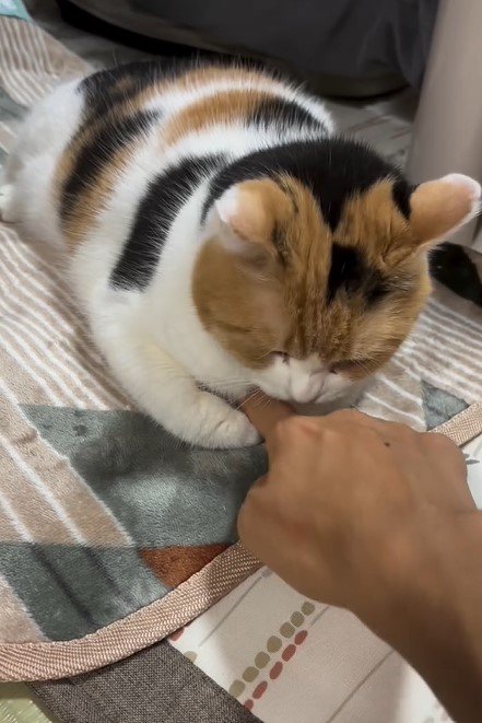 猫と飼い主の手