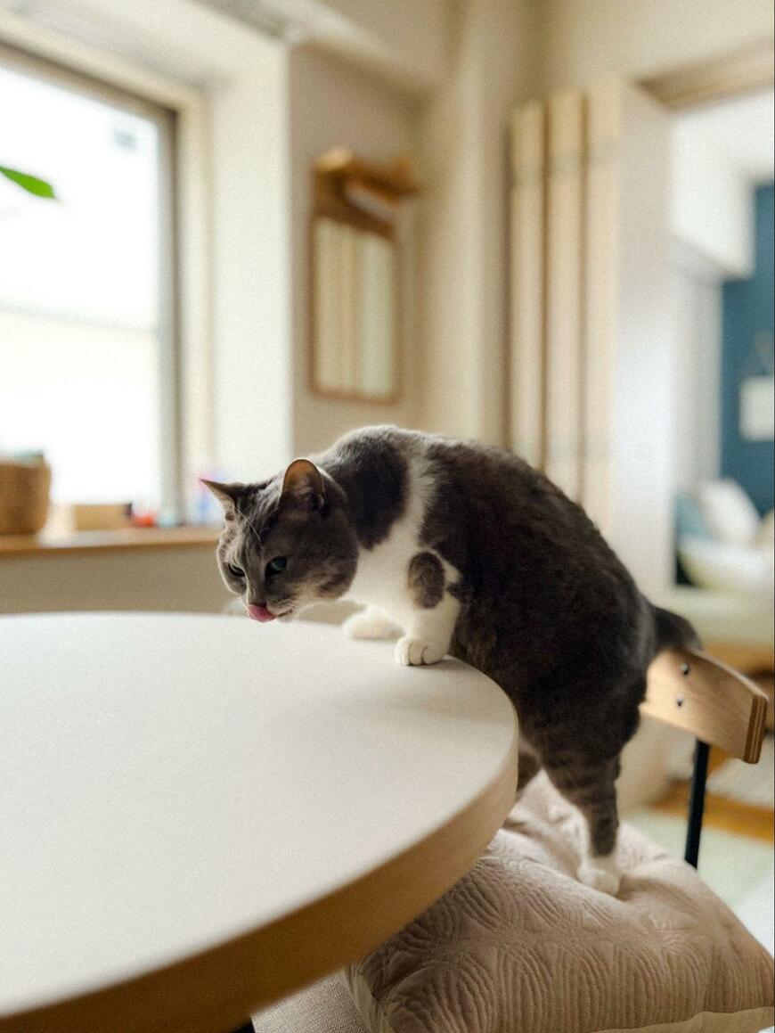 においをかぐ猫