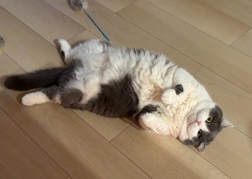 お腹のもふもふに手を出したが最後…？