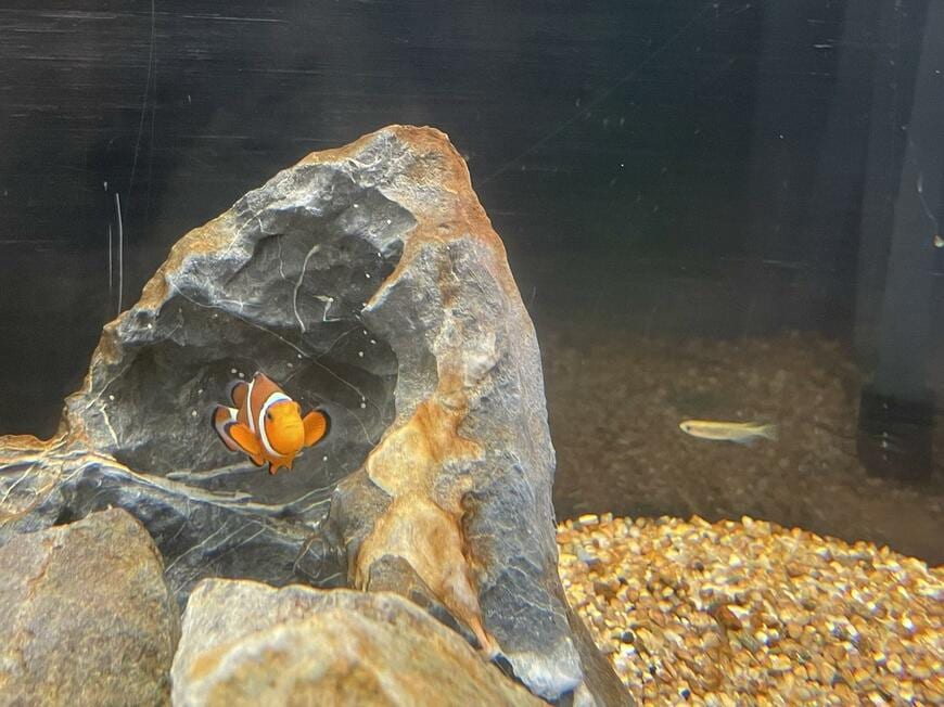 海水に馴らしたメダカ