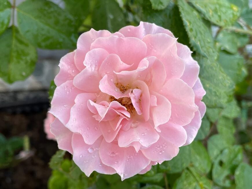 淡いピンクの花びらが優雅な「ダフネ」