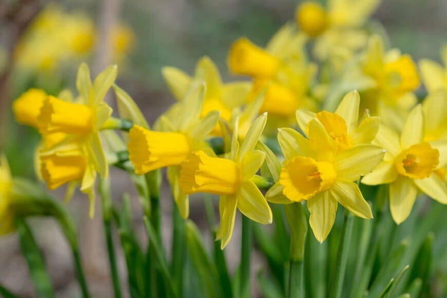 黄色い花を咲かせている、スイセン