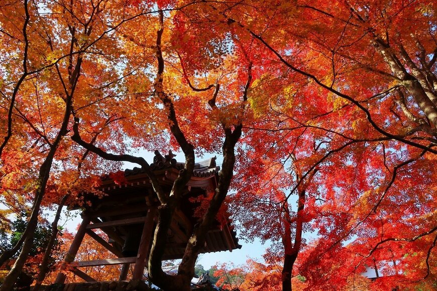 紅葉が美しい常寂光寺