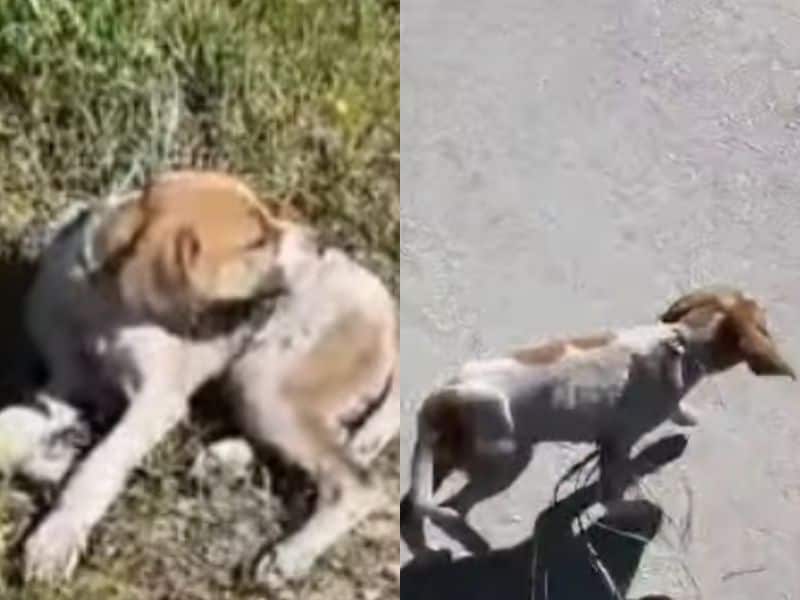 出所：<u><a href="https://www.instagram.com/greekanimalrescue/reel/DbOw_PPs9Io/" target="_blank">@greekanimalrescue</a></u>