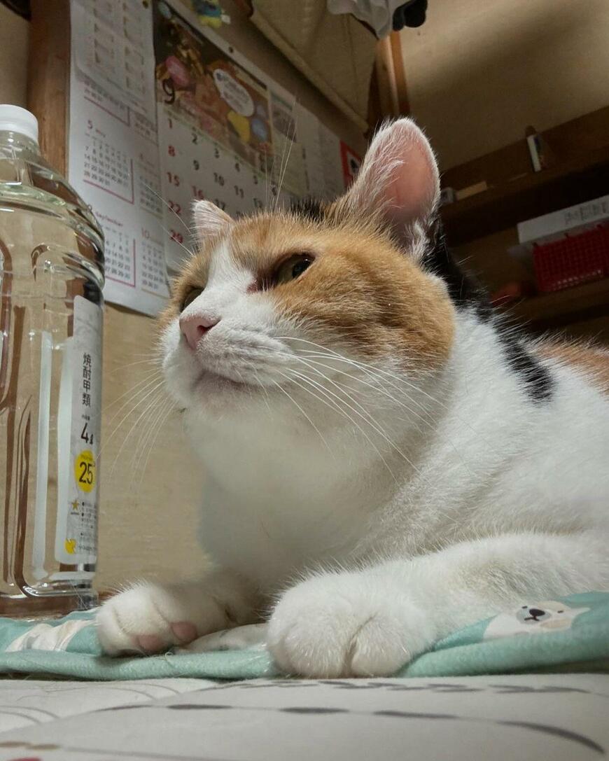 三毛猫