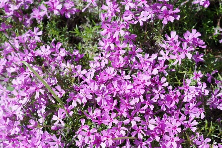 ピンクの花が満開のシバザクラ