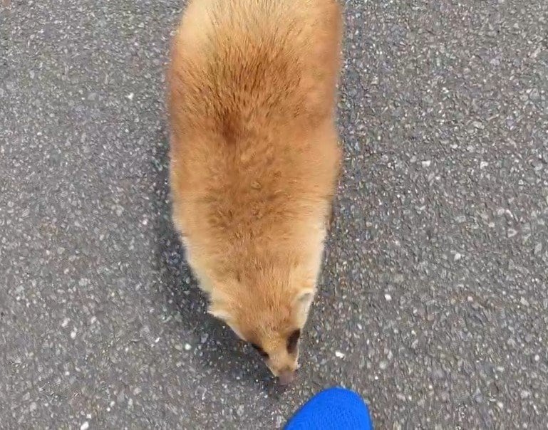 近づいてくるアナグマ