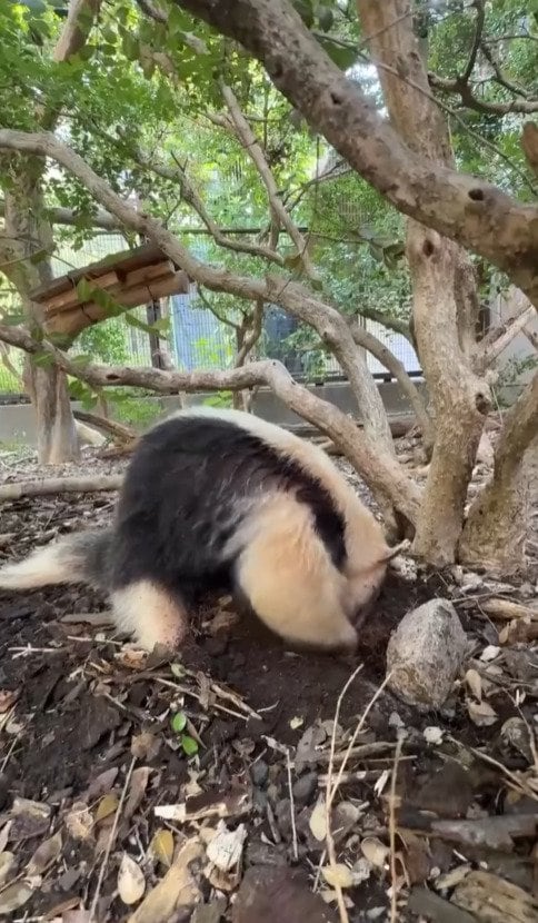 愛媛県立とべ動物園