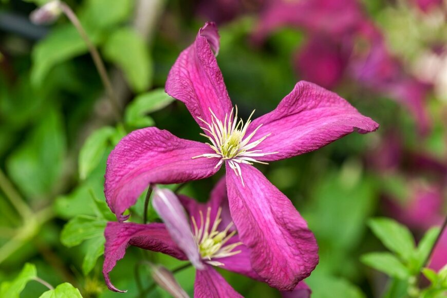 ワインレッドの花を咲かせている、マダム・ジュリア・コレボン