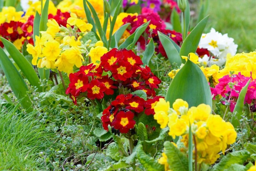 プリムラ。花期は11月~4月頃。ピンクやレッド、イエローなど様々な色の花が咲いている。冬の庭を彩る花として高い人気を誇る。