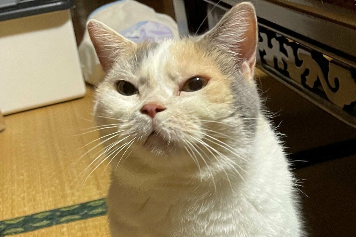 【いいね15万超】ごはんが遅れ怒る猫、よく見ると…【鬼カワ】眉間に皺を寄せる姿がTwitterで話題 SNSで人気の犬・猫を写真つきで紹介 ...