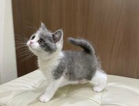 ふわふわだった小さな猫さん　3年後「名前のとおり」すくすく成長した姿にも和む