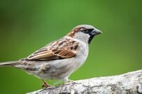 公園で目撃された「すし詰めになった生物」が話題　あまりにもかわいすぎる様子に「三度見した」