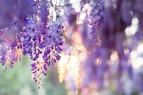 栃木県の田んぼにポツンとたたずむ藤の花　幻想的な光景に「雰囲気が伝わる」「田舎を思い出した」