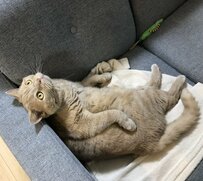 「くつろぐ姿がまるで人間」な猫さん　飼い主帰宅時のまさかの姿に笑ってしまう