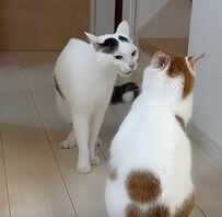 【平和】猫ちゃん2匹がケンカを始めたら…意外な救世主の3匹目の登場で思わぬ結末に！