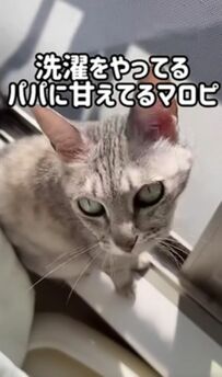  ショック！「ママには塩対応」パパにばかり甘える猫ちゃんにSNSユーザーが爆笑