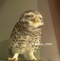 【眠気に抗えないフクロウ】ご飯前なのに寝不足でウトウト…愛らしい寝顔に癒される！