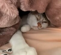  ママっ子の猫ちゃんがかわい過ぎる…！　飼い主さんと一緒に寝る姿にSNSユーザーが癒やされた