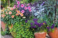 【ガーデニング】狭い玄関をとびきりお洒落な空間にする「3つの植物」