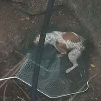 井戸に転落した犬を救助。元気に走り回る姿に安堵の声が広がる