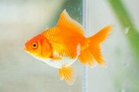 「何か言いたいことがあるはず」水槽の中で見せた金魚のまさかの表情　人間のような姿に思わず目を疑う