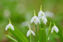 寒冷地の半日陰に植えっぱなし！毎春花咲く寒さに強い「秋植え球根植物」5選＆植える時期とコツ