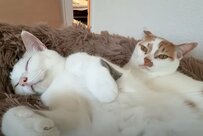 体調不良の飼い主さんに寄り添う優しい猫ちゃんたち　ぴったりとくっついて眠る姿に「優しい」「素敵」の声