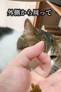 猫ちゃんの賢さをご飯の食べ方で判定？！まさかの結果にコメント欄「可愛すぎる！」の声