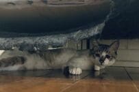 猫のお気に入りスポットの「ソファの裏側」がボロボロ…　犯行現場を収めた1枚が話題に
