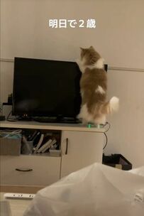 「なにしてるの」テレビに二足歩行でつかまる猫…ユニークな動きに夢中になる人続出