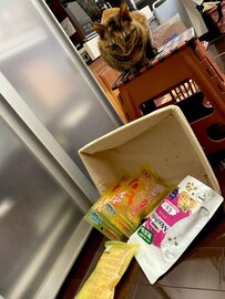 【事件？】おやつが散乱した現場を目撃した猫ちゃんの表情にじわじわくる…「犯人は逃走中！？」