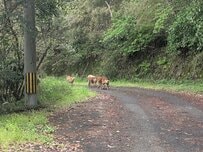 登山中に飛び出してきた野犬の群れ　思わず足が止まる遭遇シーンに「捨てられた？」「幸せになってほしい」