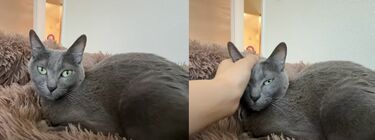モンプチ☆猫ちゃんご飯^_^☆お値下げ中❣️ 癒し】ごはんをおねだりする猫ちゃんたちに癒される人続出