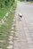 交通量の多い道路で足をケガした子犬を保護→初めての温かい暮らしを得た姿に「本当にありがとう」の声