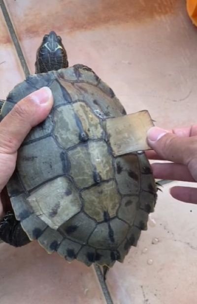 亀の甲羅が脱皮