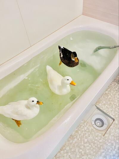 気持ちよさそうですね